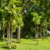 KLCC Park