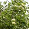 Fruitbomen