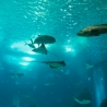 Oceanario de Lisboa