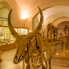 Natuurhistorisch museum