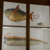 Zoölogisch museum