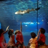Aquarium van Porto