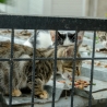 Straatkatten van Istanbul