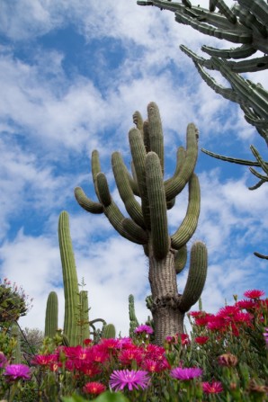 Jardim Botanical
