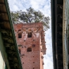 Torre Guinigi