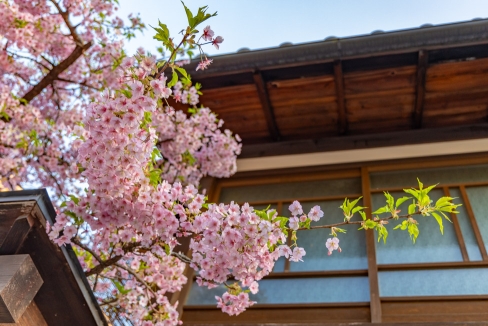 Kersenbloesem in Kyoto