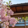 Kersenbloesem in Kyoto