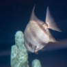 Snorkelen en duiken